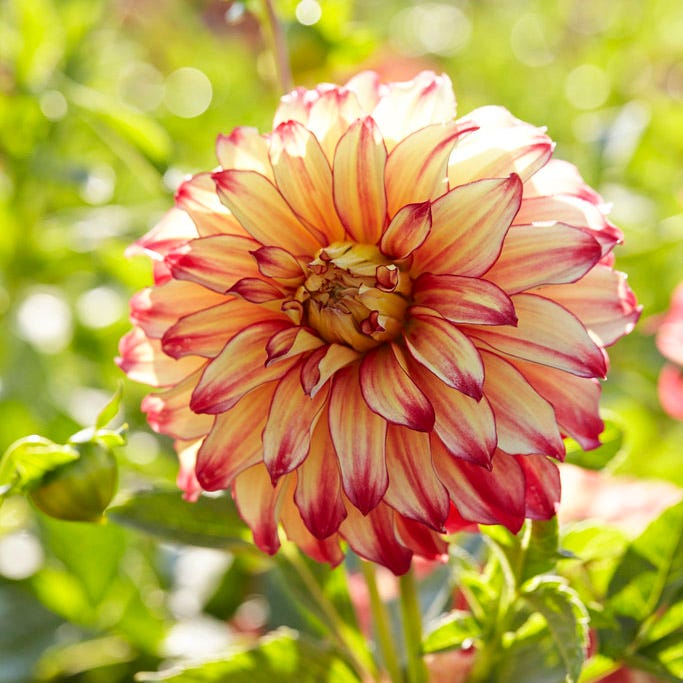 dinner plate dahlia seeds for sale Lady Darlene Dinner Plate Dahlia