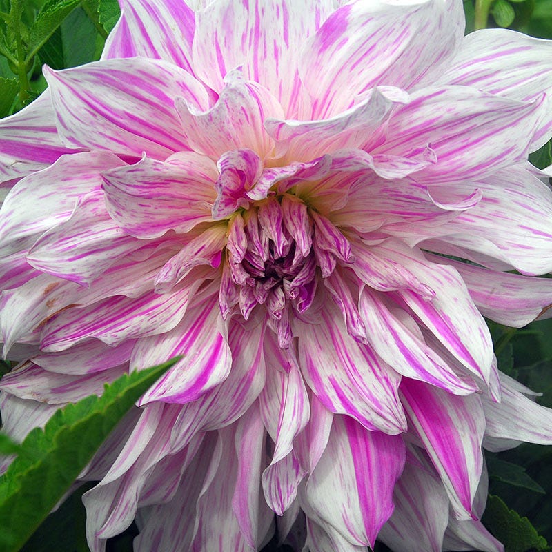 dinner plate dahlia seeds for sale Mom's Special Dinner Plate Dahlia