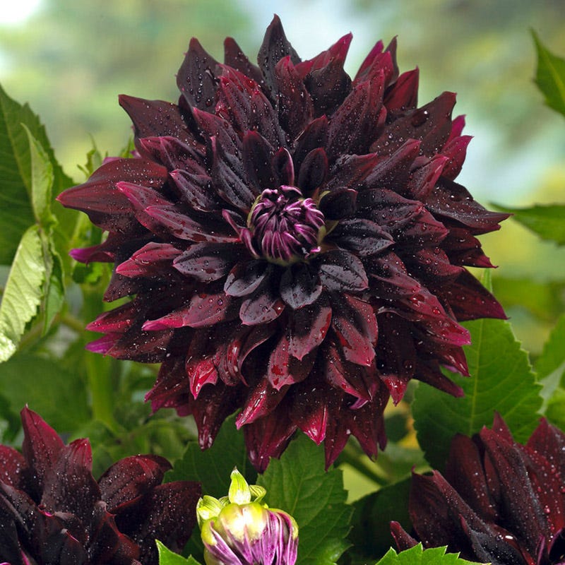 Rip City Dahlia | American Meadows