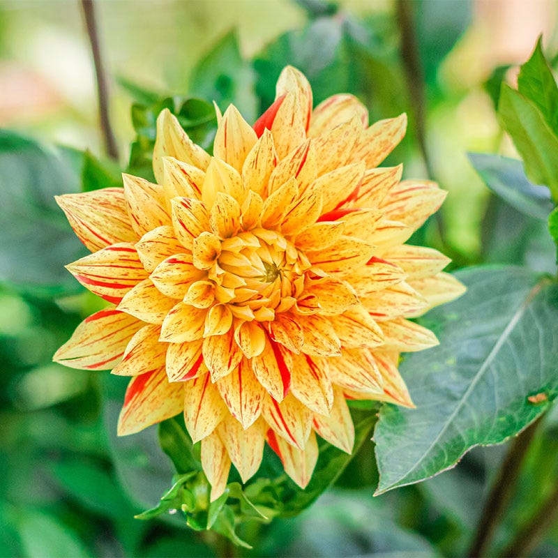 Striped Vulcan Semi Cactus Dahlia | Yellow