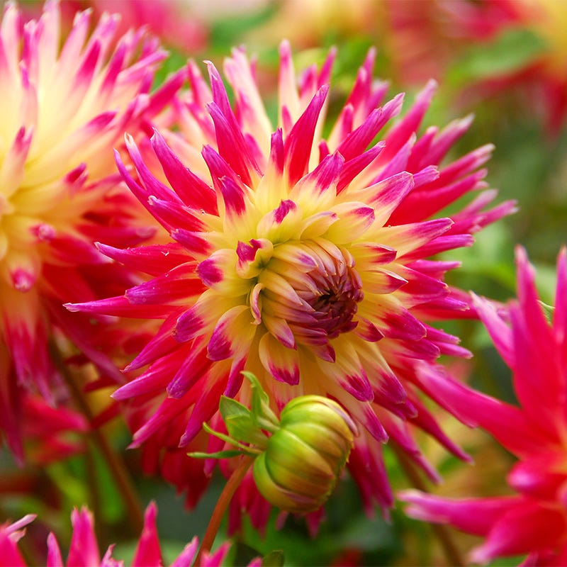 Tahiti Sunrise Semi Cactus Dahlia | Pink/Red/Yellow