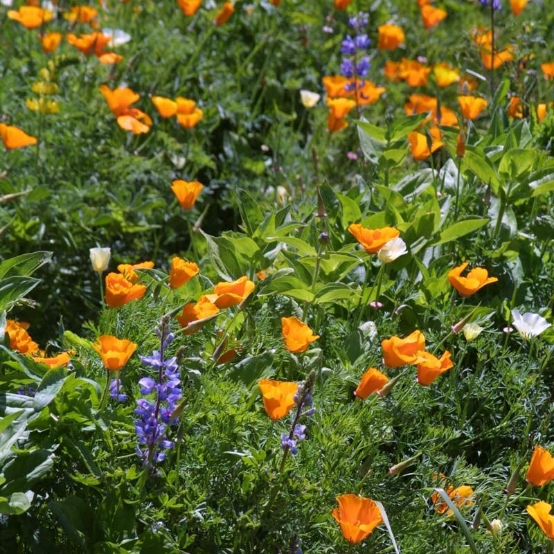 ca wildflower seed mix Deer Resistant Wildflower Seed Mix