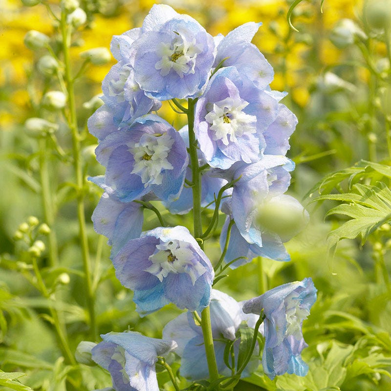 lavender spur flower Guardian Lavender Delphinium | Purple | Plant