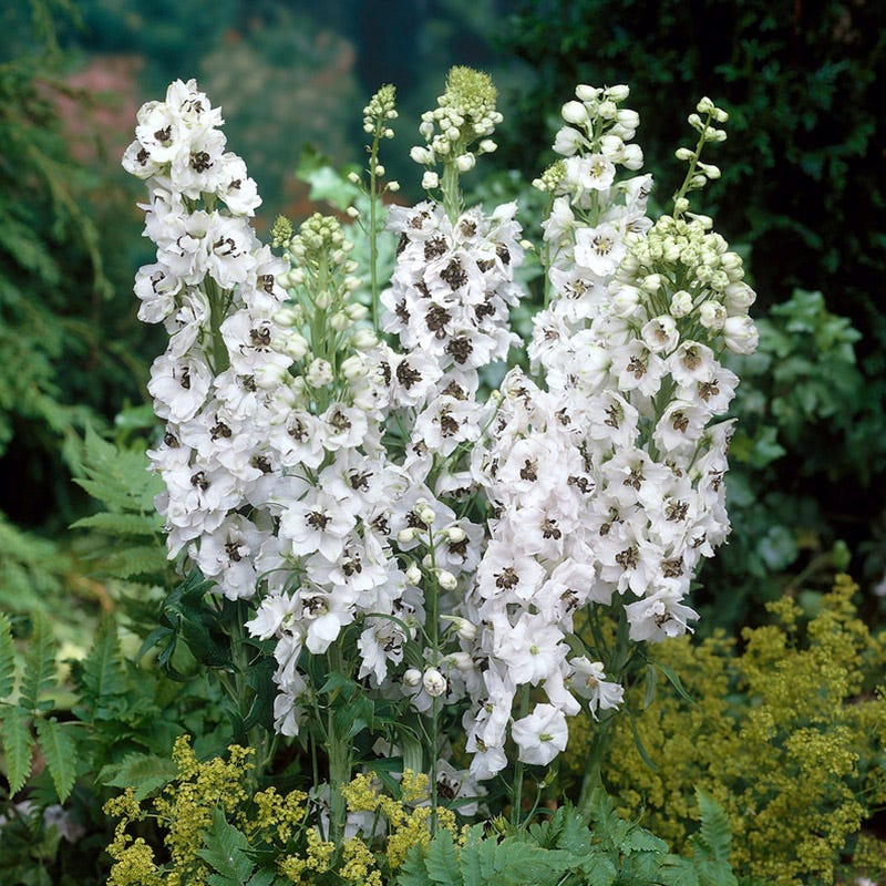 Percival Delphinium, Larkspur | American Meadows