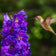 Hummingbird Nectar Wildflower Seed Mix|Butterfly & Hummingbird Wildflower Seed Mix, Hummingbird with Delphinium