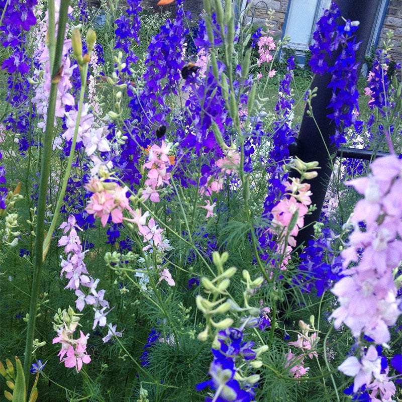 larkspur flower seeds Rocket Larkspur Seeds, Delphinium consolida