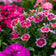 Dianthus chinensis