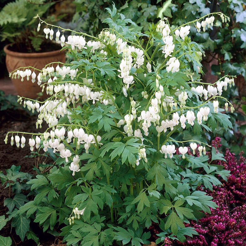 White Bleeding Heart, Dicentra | American Meadows