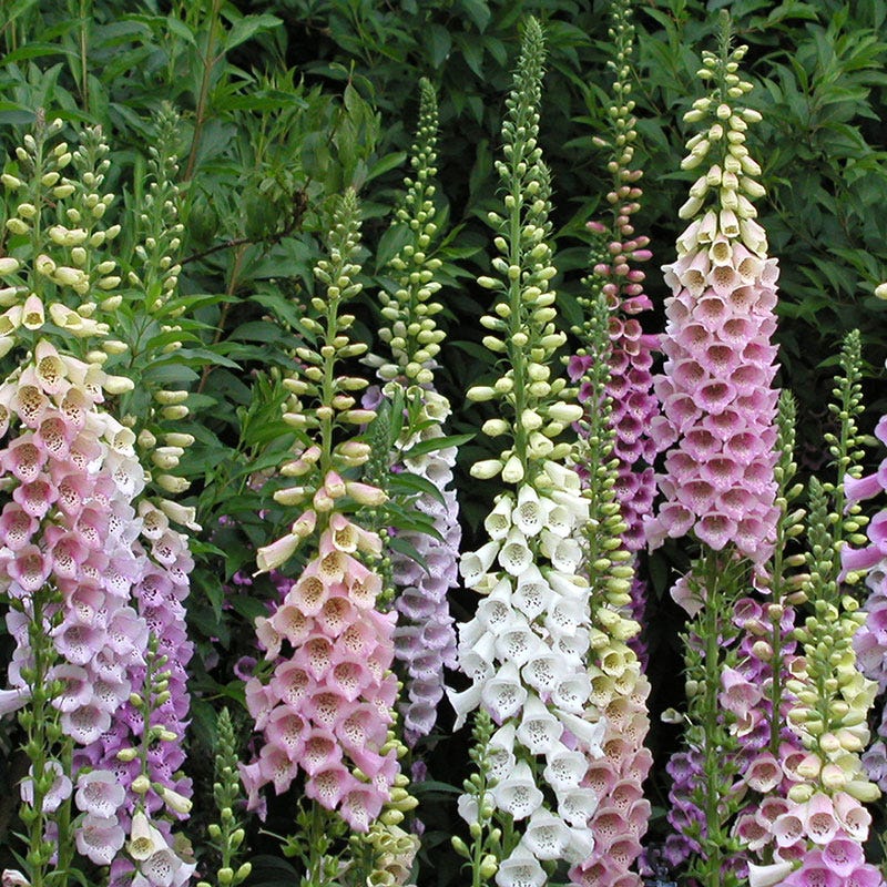 foxglove seed planting process day by day pictures Foxglove Seeds