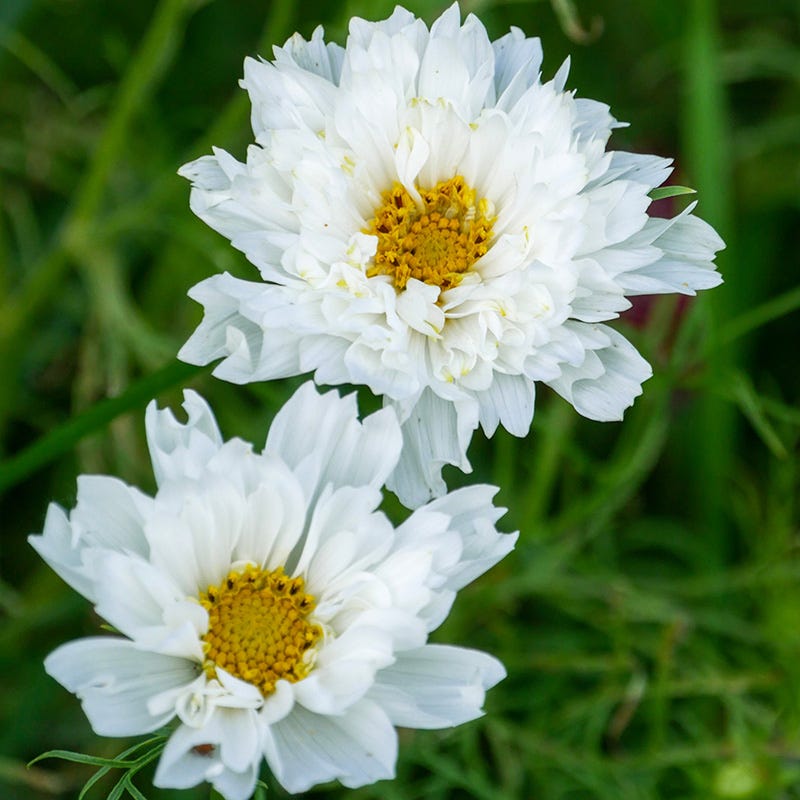 mystical white flower seeds Double Click Knight Cosmos Seeds | White