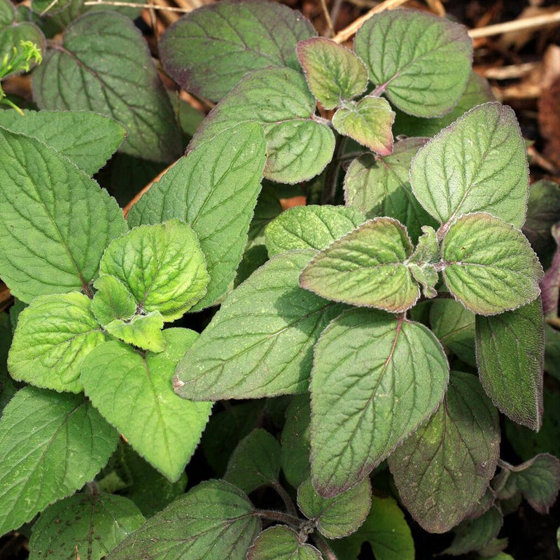 mint seeds on plant Downy Wood Mint Seeds | Purple
