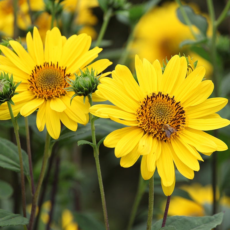 Early Sunflower Seeds | Yellow