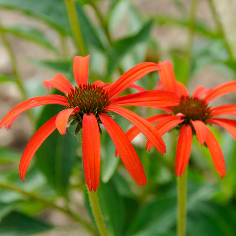 echinacea tomato soup seeds Tomato Soup Coneflower, Echinacea