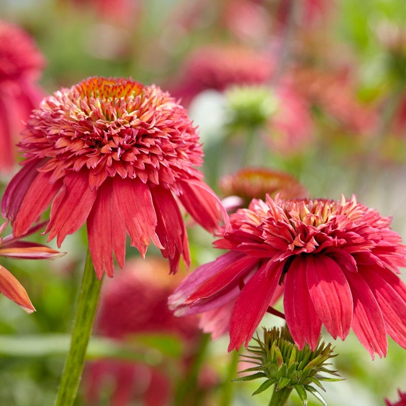 double scoop echinacea seeds Double Scoop Orangeberry Echinacea