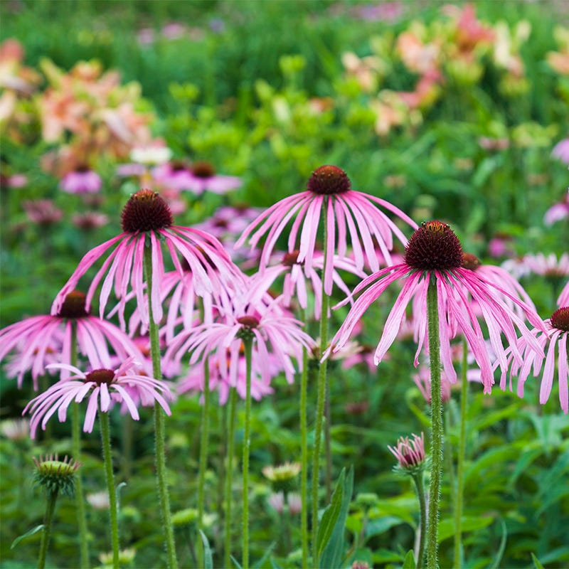 Pale Purple Coneflower | Pink/Purple | Plant