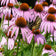 Purple Coneflower Seeds|Purple Coneflower (Echinacea purpurea) and swallowtail butterfly