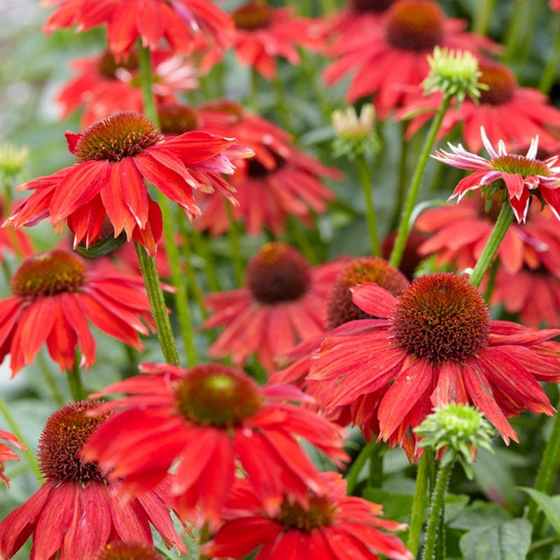 echinacea sombrero salsa red seeds Sombrero Salsa Echinacea | Red | Plant