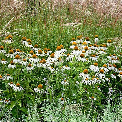 White Coneflower Seeds, Echinacea purpurea alba
