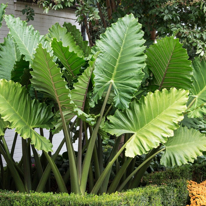 upright elephant ear plant care Portora Upright Elephant Ear, Alocasia
