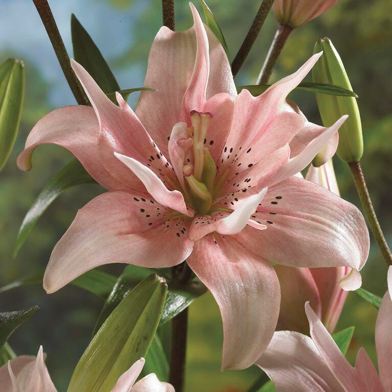 asiatic lilies deer resistant Elodie Double Asiatic Lily