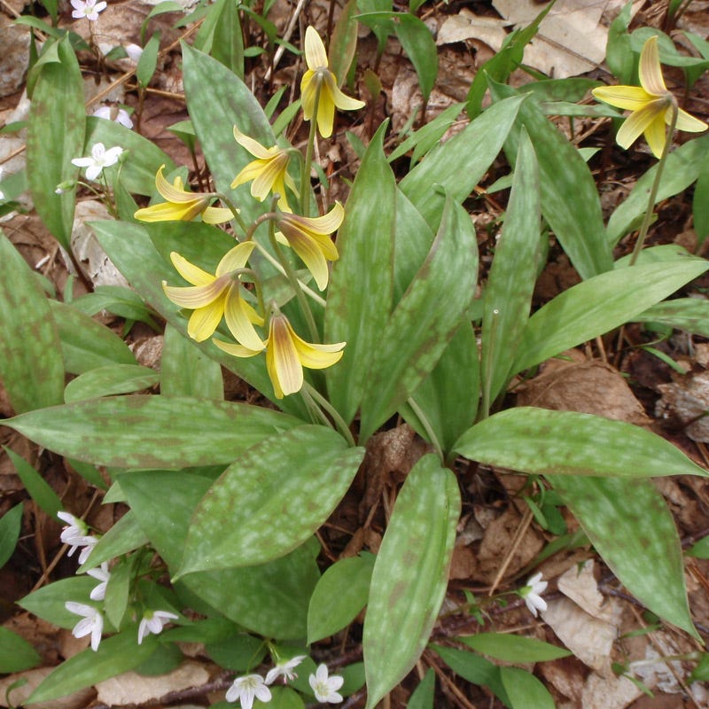 erin lily flower Trout Lily