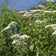 Eupatorium perfoliatum