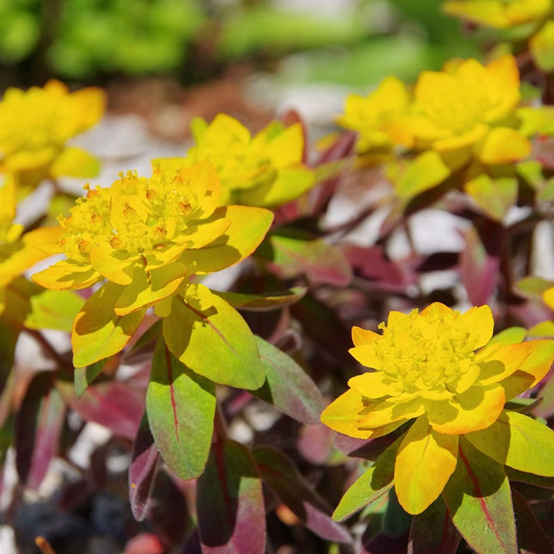 Bonfire Euphorbia, Cushion Spurge | American Meadows