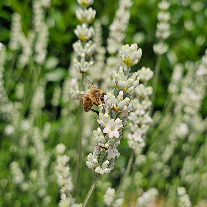 white flower lavender Exceptional Lavender | White | Plant