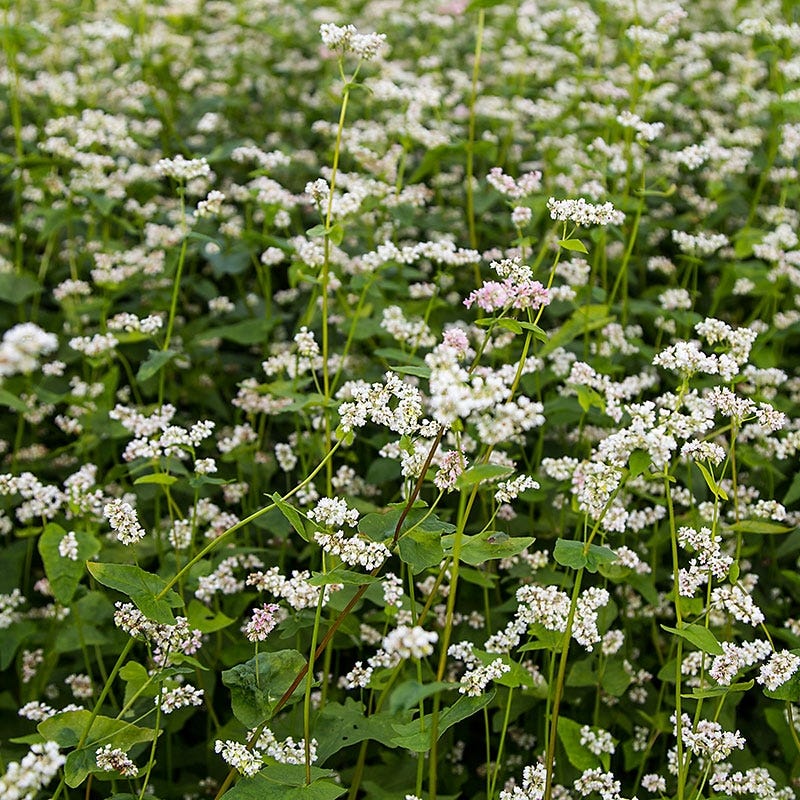 Buckwheat Seeds, Fagopyrum esculentum