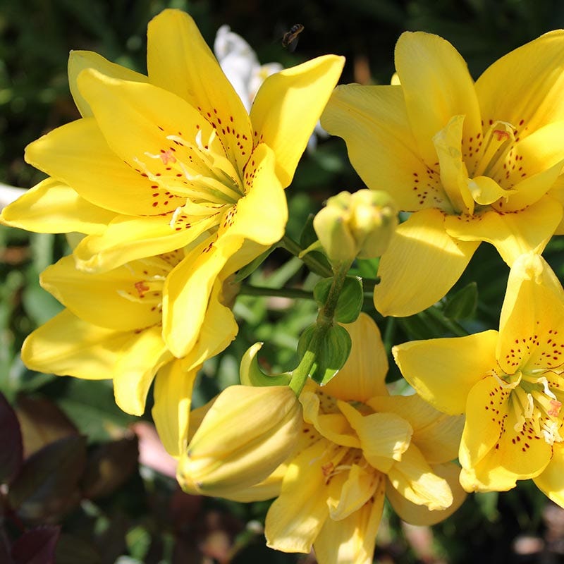 asiatic lily bloom more than once Fata Morgana Double Asiatic Lily