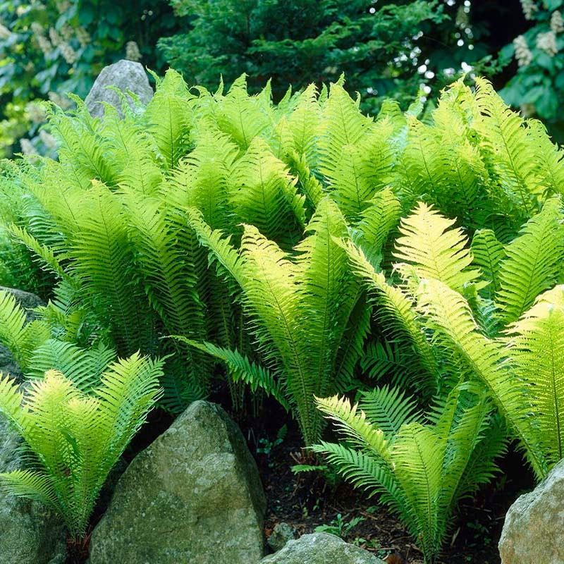 thumbnail image 2 of 10 Ostrich Fern Rhizomes - Matteuccia Struthiopteris Hardy Shade Plants For Garden Landscaping 2 of 4