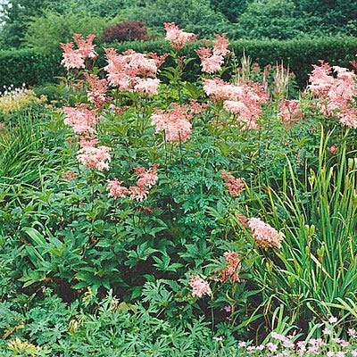 prairie garden seeds Queen Of The Prairie Seeds