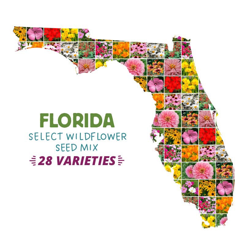 south florida wildflower seeds Florida Select Wildflower Seed Mix