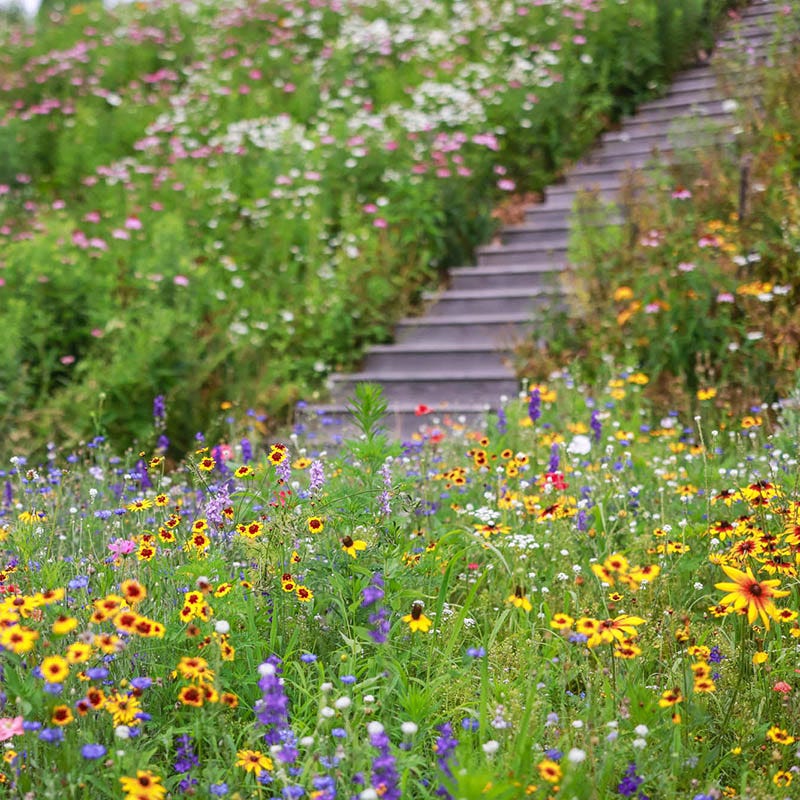 autumn sowing wildflower seeds Fall Maximum Wildflower Seed Mix