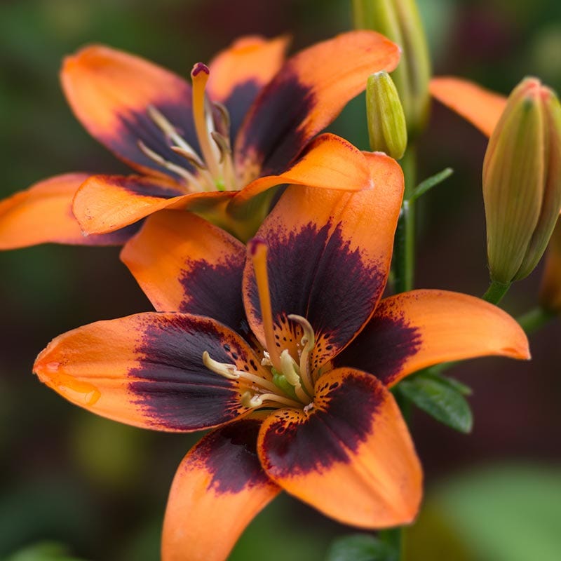 lilium 'forever susan' asiatic lily bulbs Forever Susan Asiatic Lily