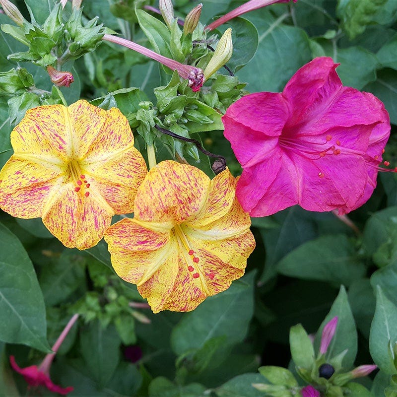 Four O'Clock Mix, Mirabilis jalapa | American Meadows