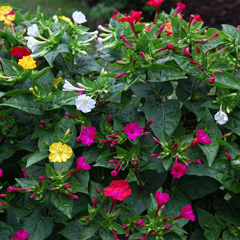 Four O'Clock Seed Mix, Mirabilis jalapa | American Meadows