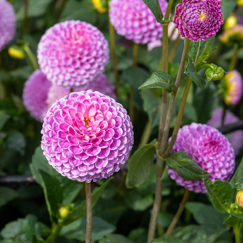 Franz Kafka Pompon Dahlia | Pink