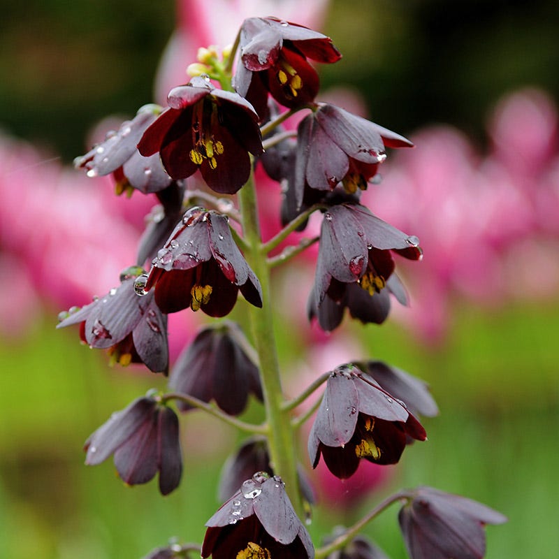 persian lily flower Persian Lily | Purple