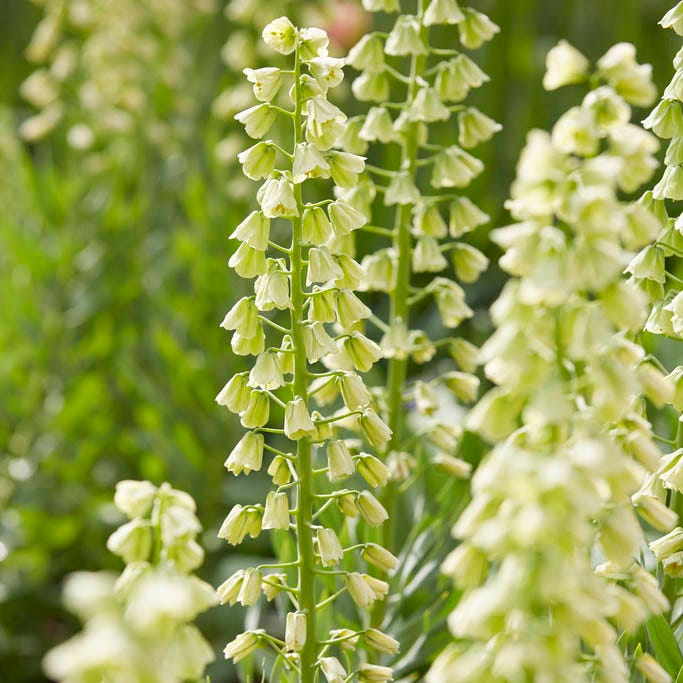 persian lily flower Ivory Bells Persian Lily | White