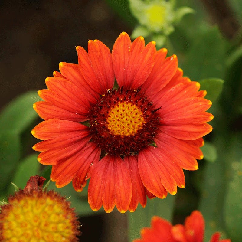 arizona red shades blanket flower seeds Arizona Red Shades Gaillardia | Plant