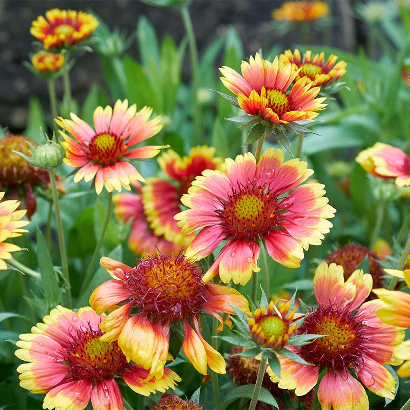 planting indian blanket seeds Firewheel Seeds | Red/Yellow