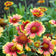 Firewheel Seeds|Indian Blanket Seeds, Gaillardia pulchella