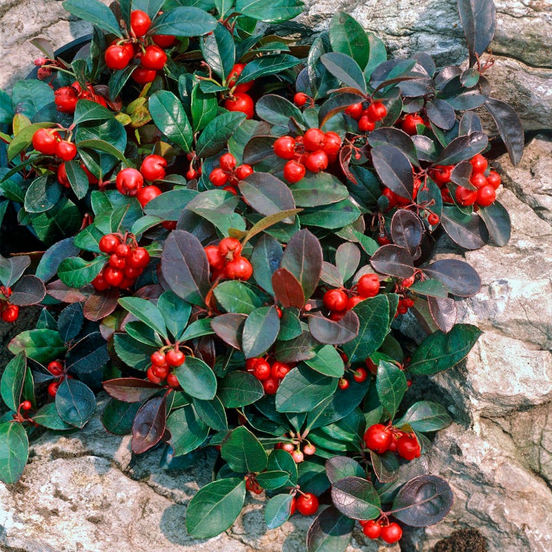 indoor plant with red berries Redwood Creeping Wintergreen | Pink | Plant