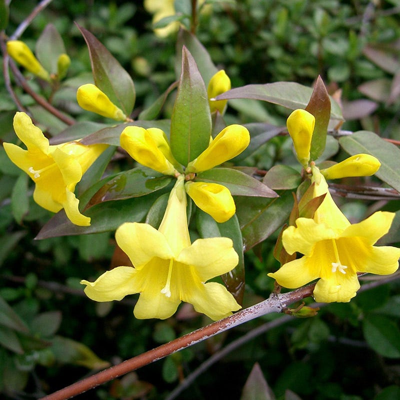 Carolina Jessamine, Gelsemium Jasmine