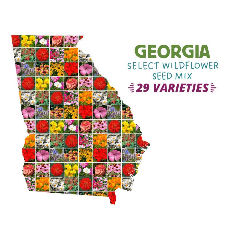 native wildflower seeds georgia Georgia Select Wildflower Seed Mix