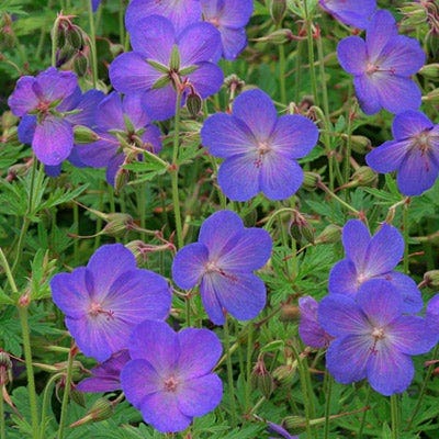 blue geranium seeds Johnson's Blue Geranium, Cranesbill