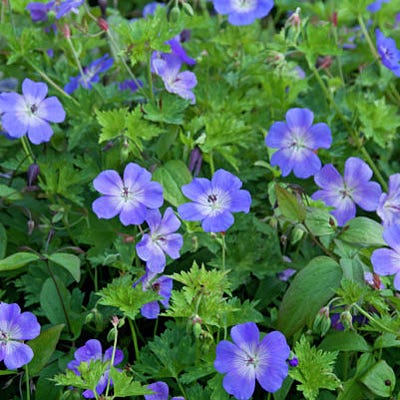 hardy geranium rozanne seeds Rozanne Geranium | Purple | Plant