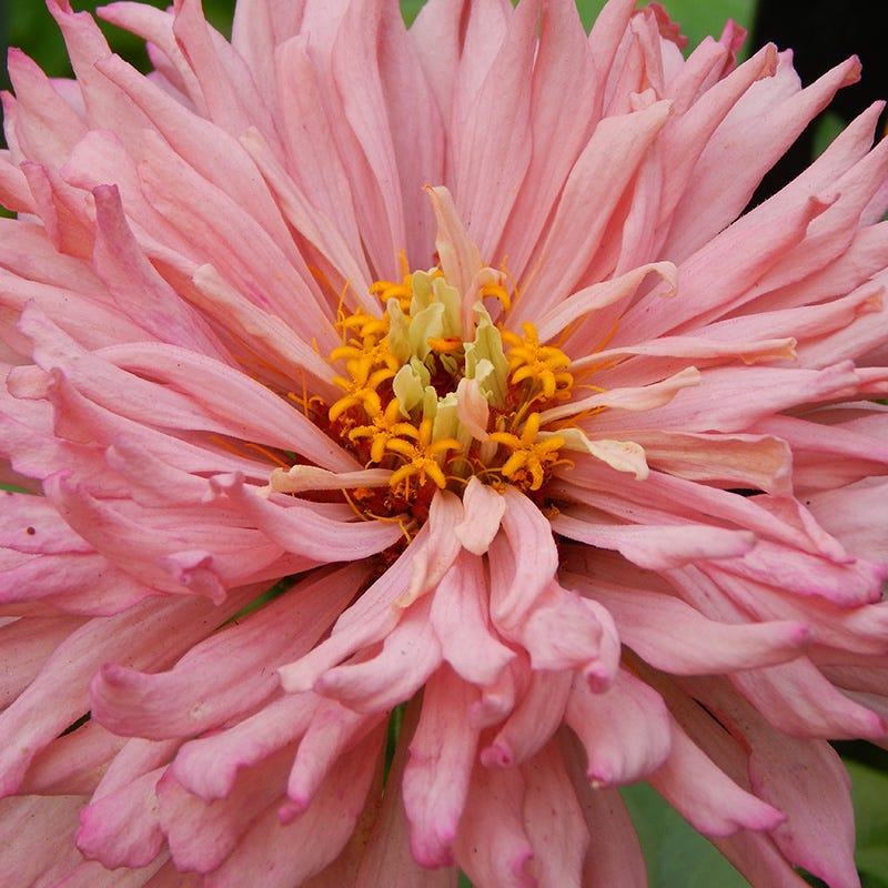 rose cactus Rose Giant Cactus Zinnia Seeds | Pink