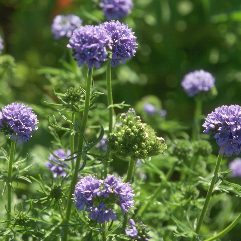 globe flower seeds Globe Gilia Seeds, Gilia capitata